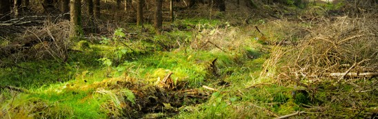 Ride through Farytale Forest